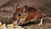 24 Hour & Emergency Exterminators in Tuscarora, NY
